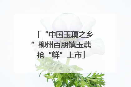 “中国玉藕之乡”柳州百朋镇玉藕抢“鲜”上市