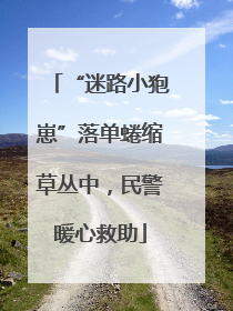 “迷路小狍崽”落单蜷缩草丛中，民警暖心救助
