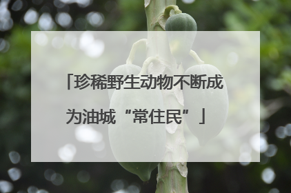 珍稀野生动物不断成为油城“常住民”