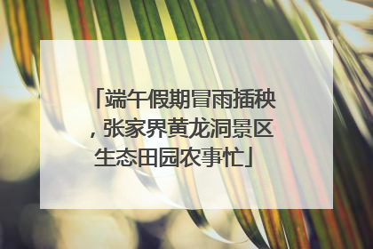 端午假期冒雨插秧，张家界黄龙洞景区生态田园农事忙