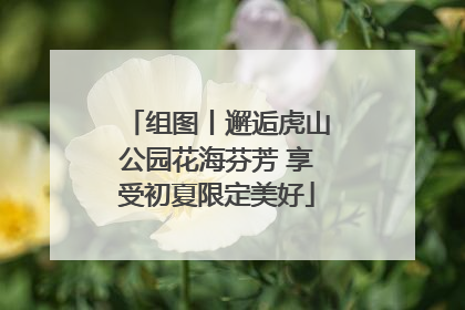 组图丨邂逅虎山公园花海芬芳 享受初夏限定美好
