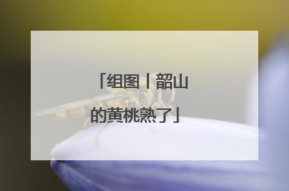 组图丨韶山的黄桃熟了