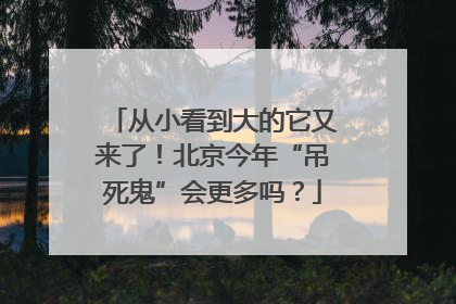 从小看到大的它又来了！北京今年“吊死鬼”会更多吗？