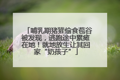 哺乳期猪獾偷食苞谷被发现，逃跑途中累瘫在地！就地放生让其回家“奶孩子”