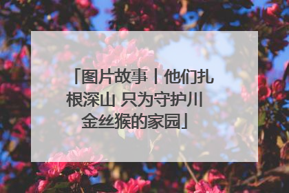 图片故事丨他们扎根深山 只为守护川金丝猴的家园