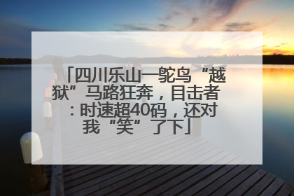 四川乐山一鸵鸟“越狱”马路狂奔，目击者：时速超40码，还对我“笑”了下