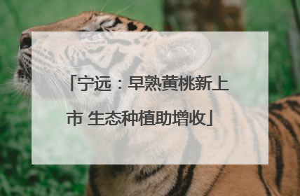 宁远：早熟黄桃新上市 生态种植助增收