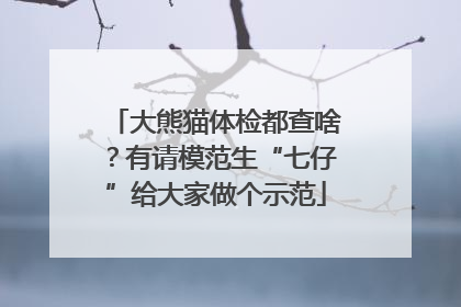大熊猫体检都查啥？有请模范生“七仔”给大家做个示范