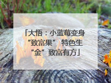 大悟：小蓝莓变身“致富果” 特色生“金”致富有方