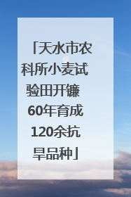 天水市农科所小麦试验田开镰 60年育成120余抗旱品种