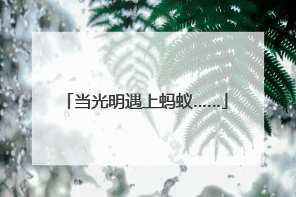 当光明遇上蚂蚁……