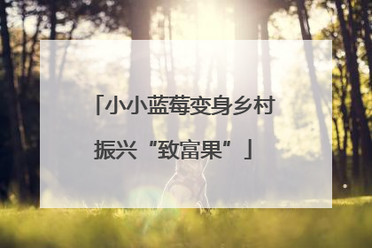小小蓝莓变身乡村振兴“致富果”