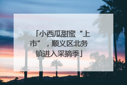 小西瓜甜蜜“上市”，顺义区北务镇进入采摘季
