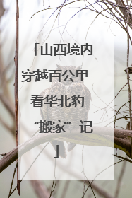 山西境内穿越百公里 看华北豹“搬家”记