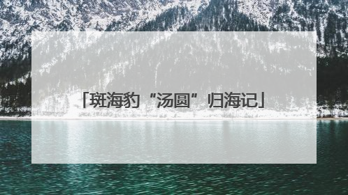斑海豹“汤圆”归海记