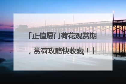 正值厦门荷花观赏期，赏荷攻略快收藏！