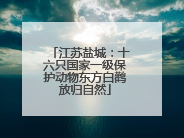 江苏盐城：十六只国家一级保护动物东方白鹳放归自然