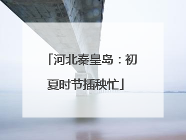 河北秦皇岛：初夏时节插秧忙