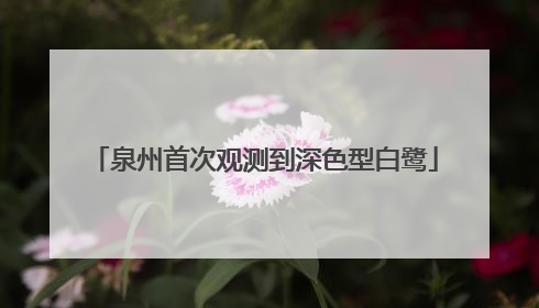 泉州首次观测到深色型白鹭