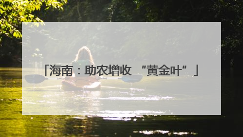 海南：助农增收 “黄金叶”