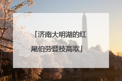 济南大明湖的红尾伯劳登枝高歌