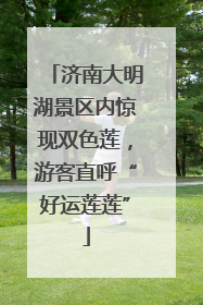 济南大明湖景区内惊现双色莲，游客直呼“好运莲莲”