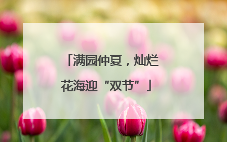 满园仲夏，灿烂花海迎“双节”