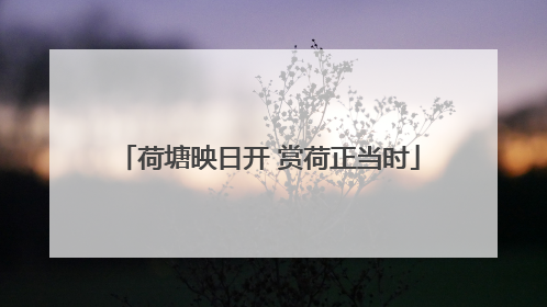 荷塘映日开 赏荷正当时