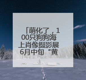 萌化了，100只狗狗海上肖像摄影展6月中旬“黄海明珠”开放