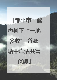 邹平市：酸枣树下“一地多收” 莲藕塘中盘活共富资源