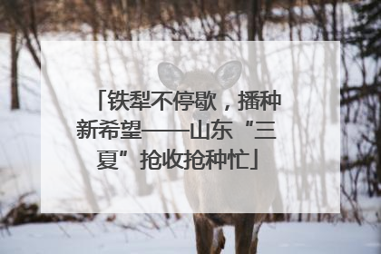 铁犁不停歇，播种新希望——山东“三夏”抢收抢种忙