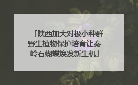 陕西加大对极小种群野生植物保护培育让秦岭石蝴蝶焕发新生机