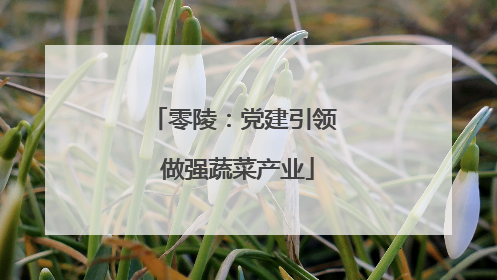 零陵：党建引领 做强蔬菜产业