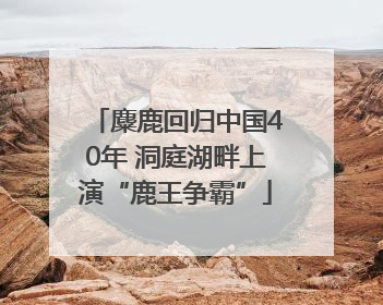 麋鹿回归中国40年 洞庭湖畔上演“鹿王争霸”