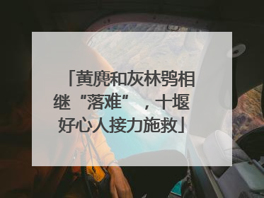 黄麂和灰林鸮相继“落难”，十堰好心人接力施救